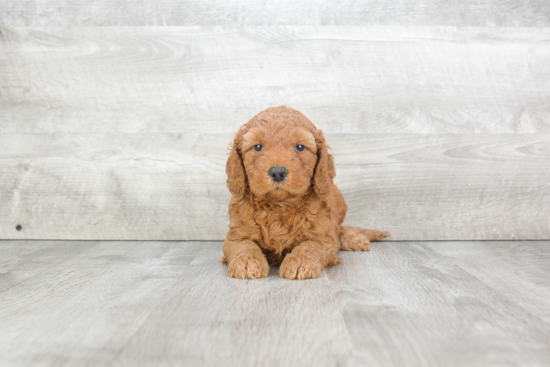 Best Mini Goldendoodle Baby