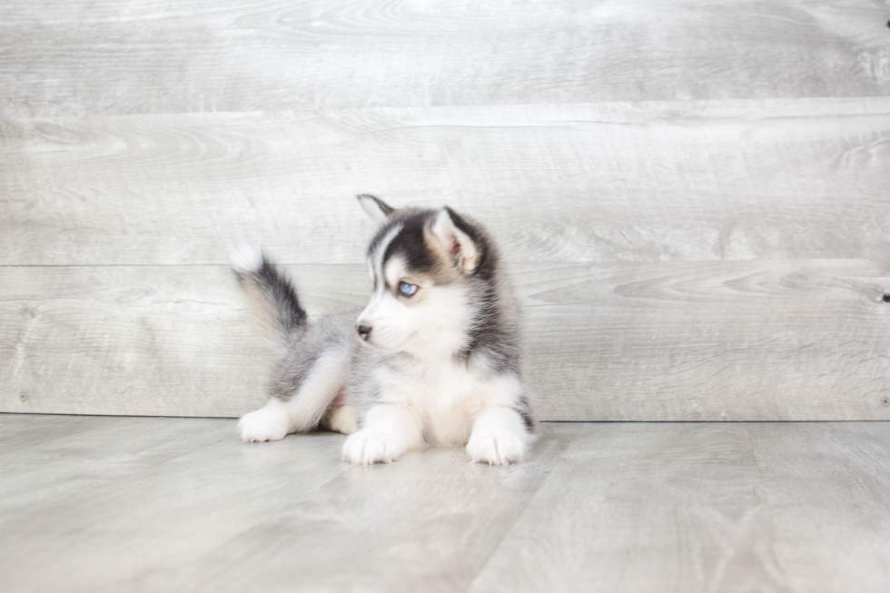 Playful Mini Husky Designer Puppy