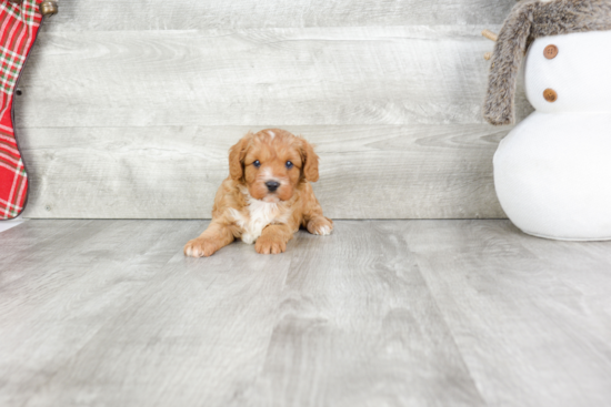 Fluffy Cavapoo Poodle Mix Pup