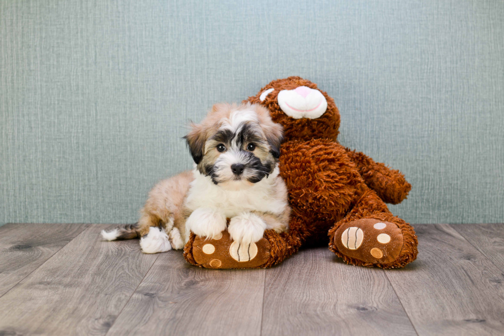 Havanese Puppy for Adoption