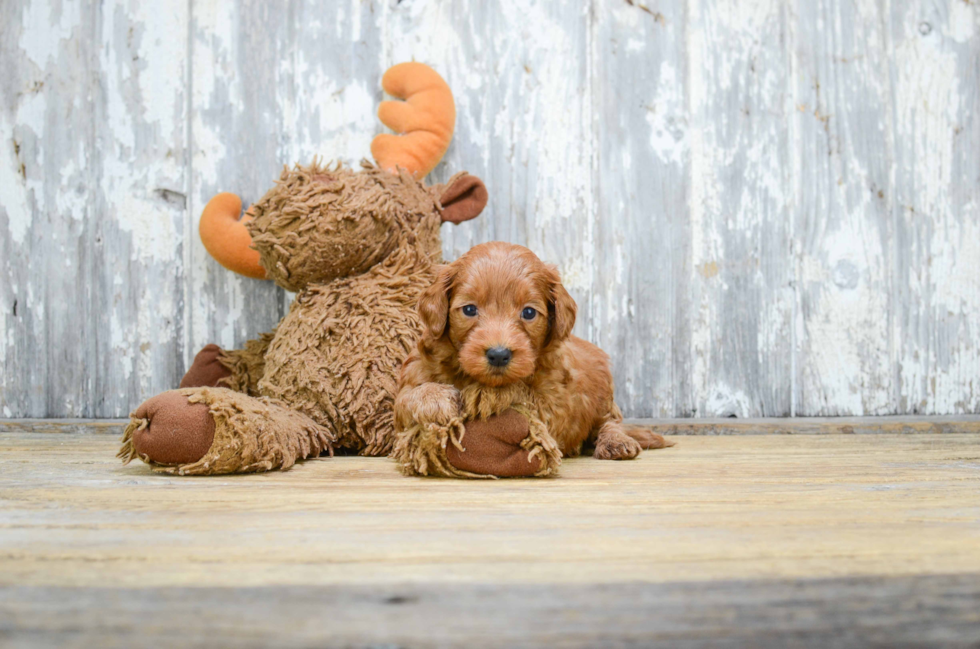 Mini Goldendoodle Puppy for Adoption