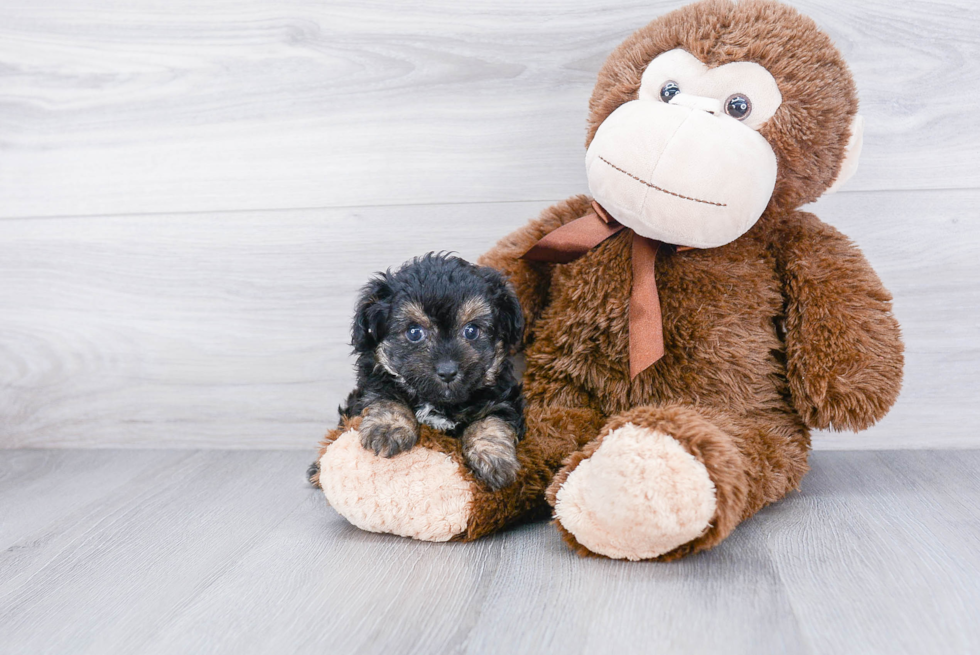 Hypoallergenic Aussiepoo Poodle Mix Puppy