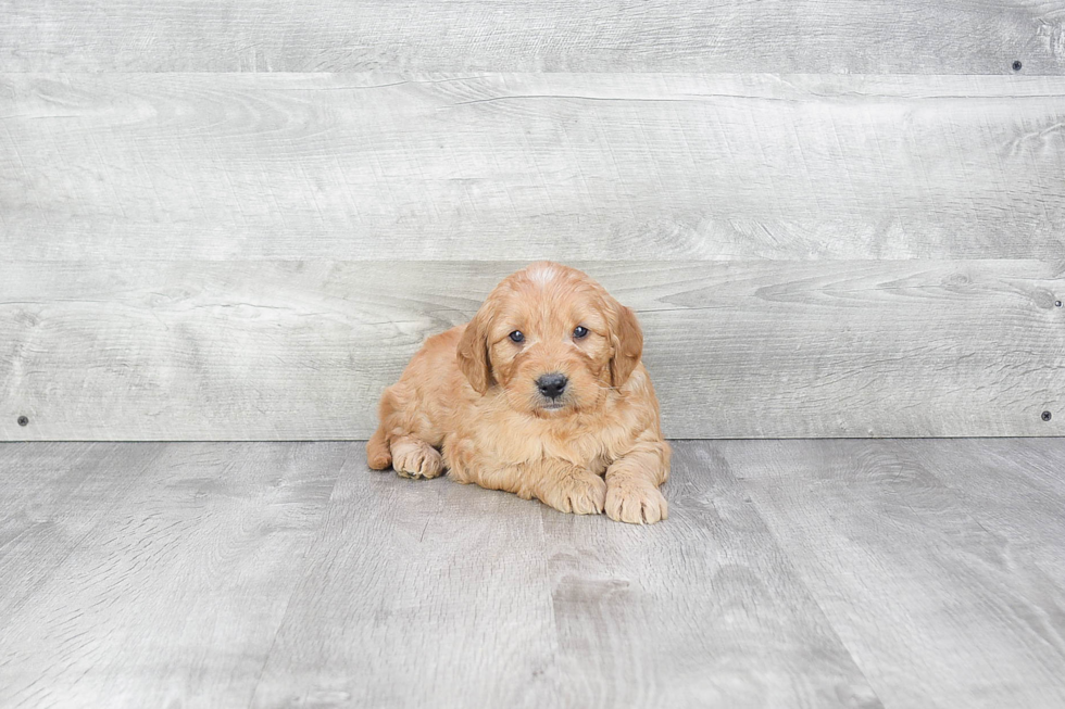 Best Mini Goldendoodle Baby