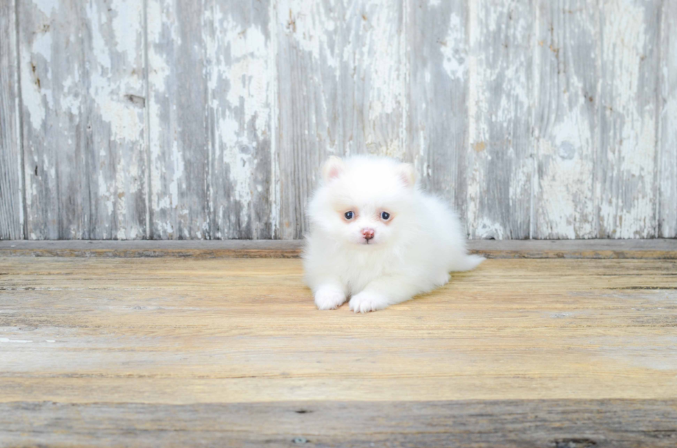 Little Pomeranian Purebred Pup