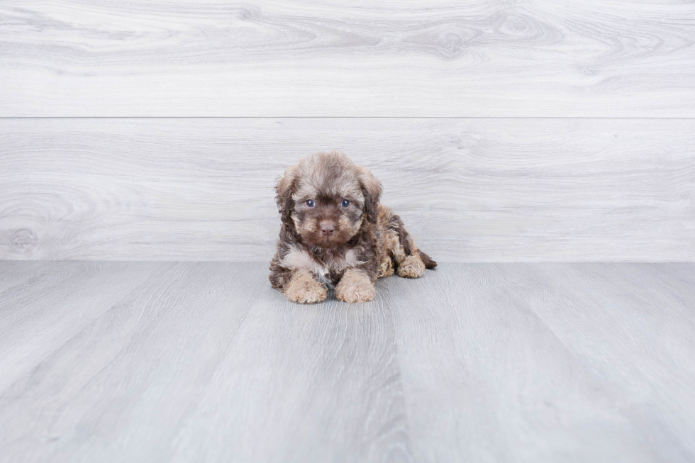 Mini Labradoodle Pup Being Cute