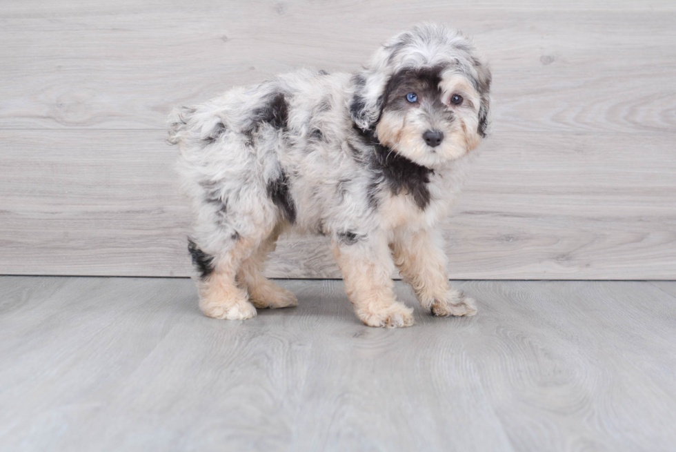 Energetic Aussiepoo Poodle Mix Puppy