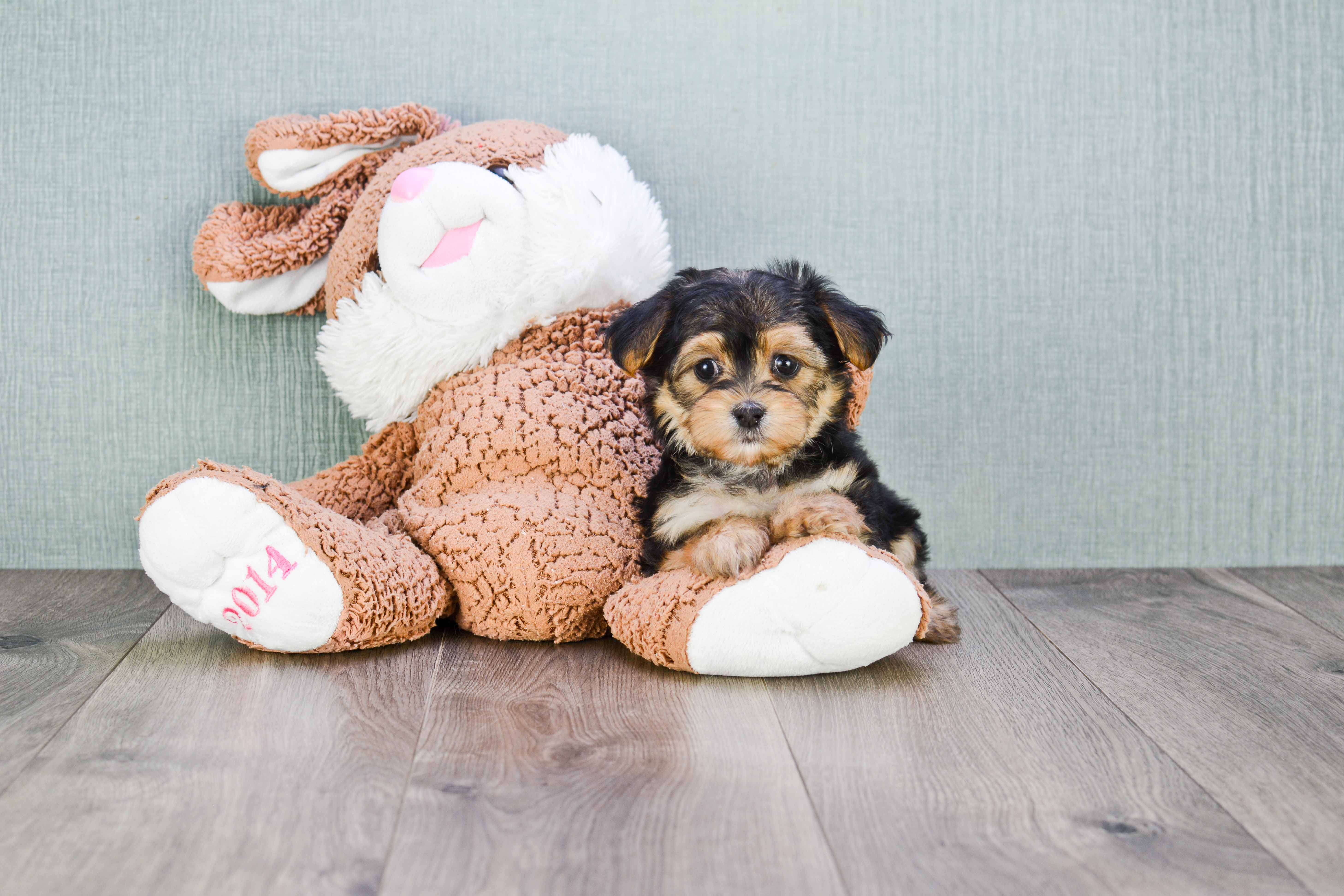 Petite Morkie Designer Pup