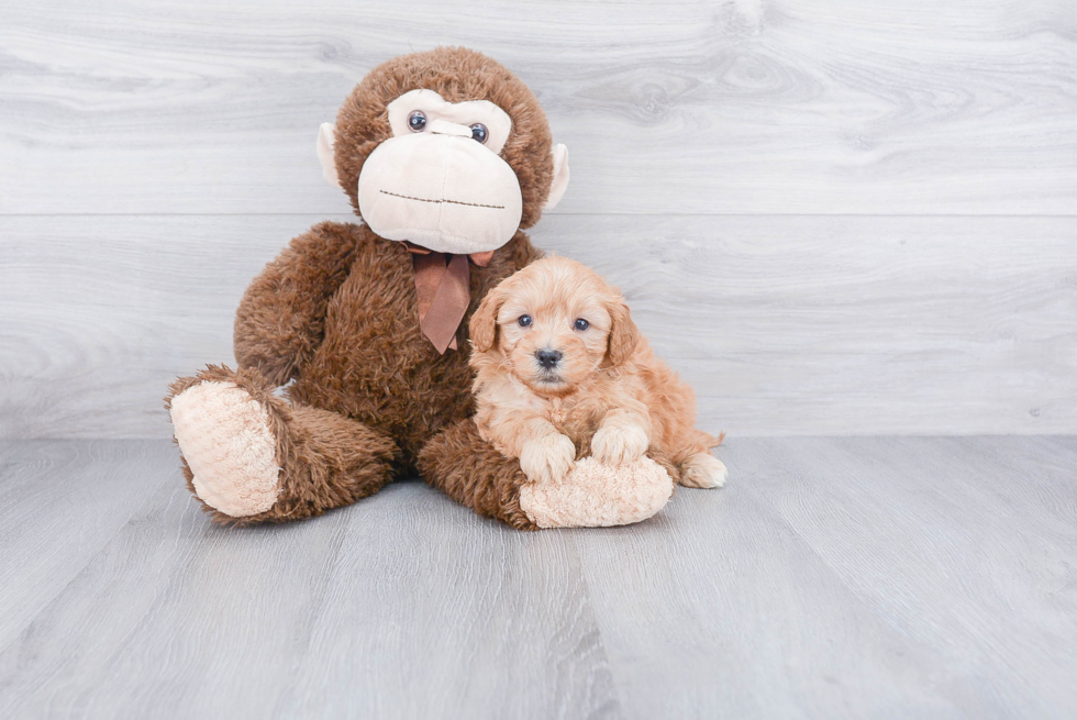 Petite Mini Goldendoodle Poodle Mix Pup