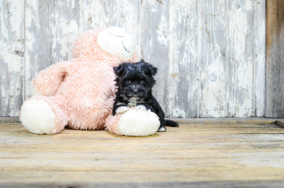 Cute Morkie Baby