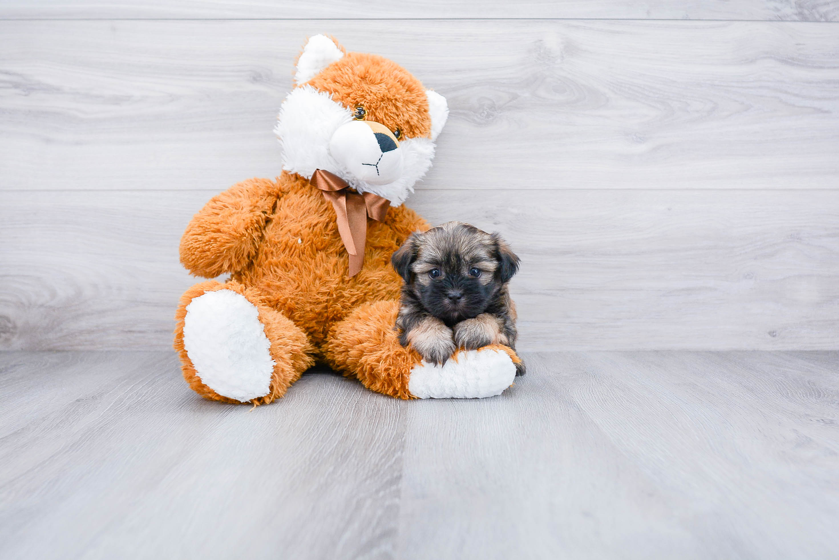 Petite Teddy Bear Designer Pup