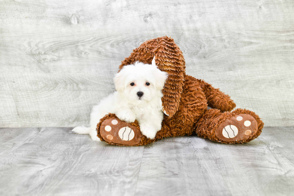 Maltipoo Pup Being Cute