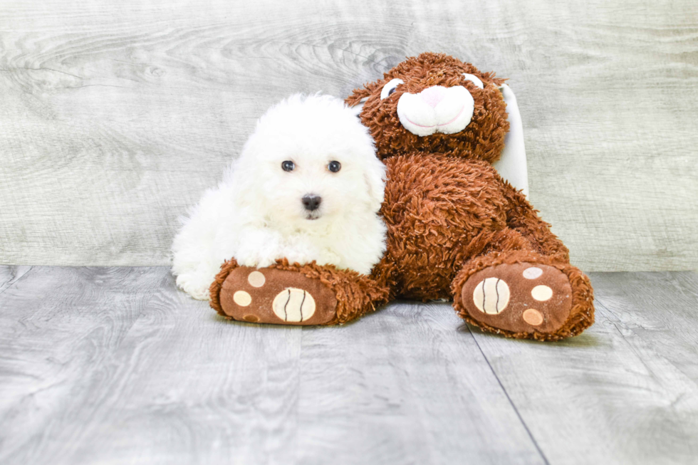 Funny Bichon Frise Purebred Pup