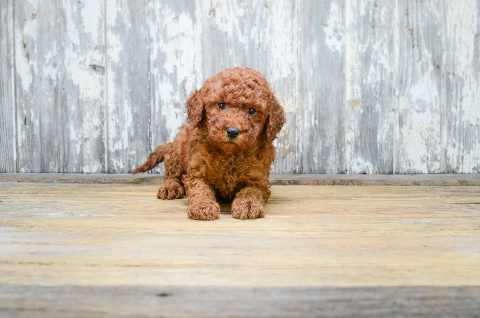 Best Mini Goldendoodle Baby