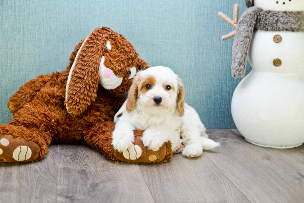 Smart Cavapoo Poodle Mix Pup