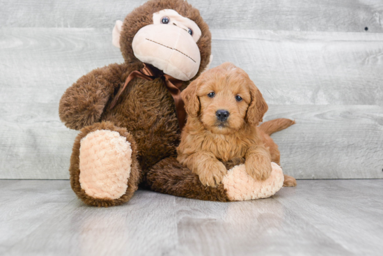 Sweet Mini Goldendoodle Baby