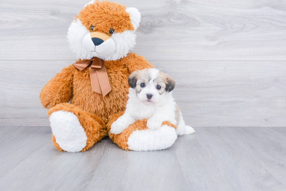 Havanese Pup Being Cute