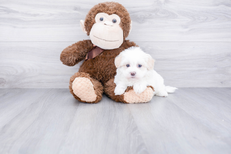 Fluffy Maltipoo Poodle Mix Pup