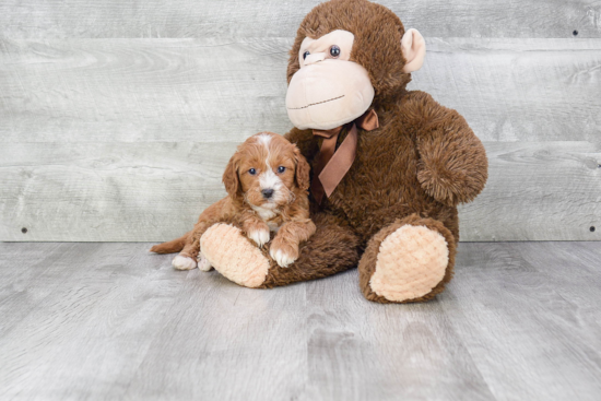 Funny Cavapoo Poodle Mix Pup