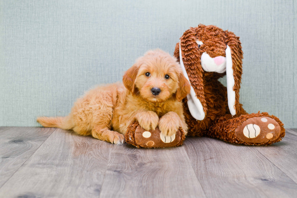 Hypoallergenic Golden Retriever Poodle Mix Puppy