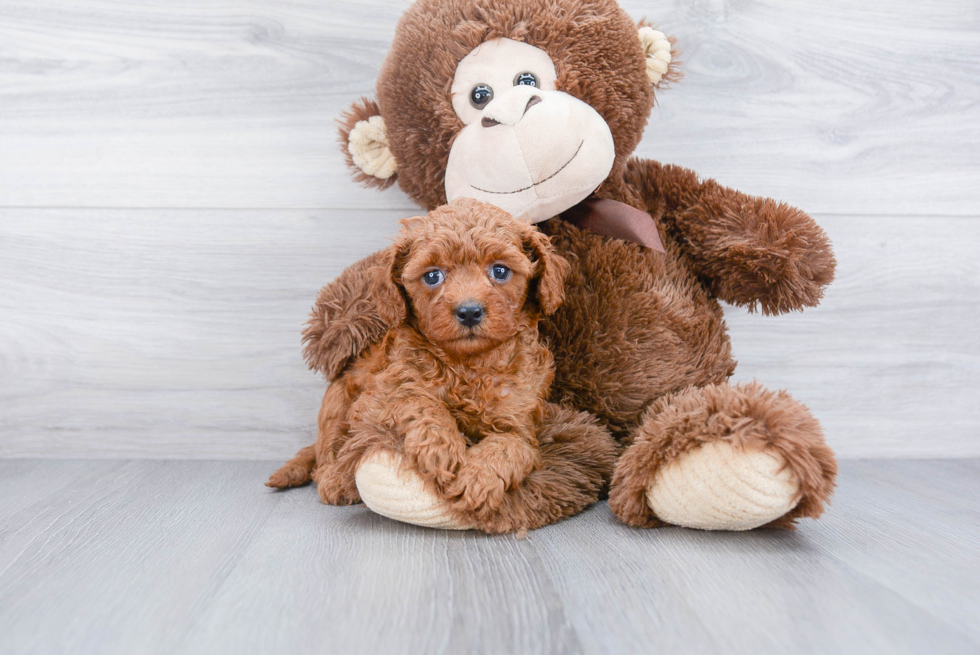 Energetic Cavoodle Poodle Mix Puppy