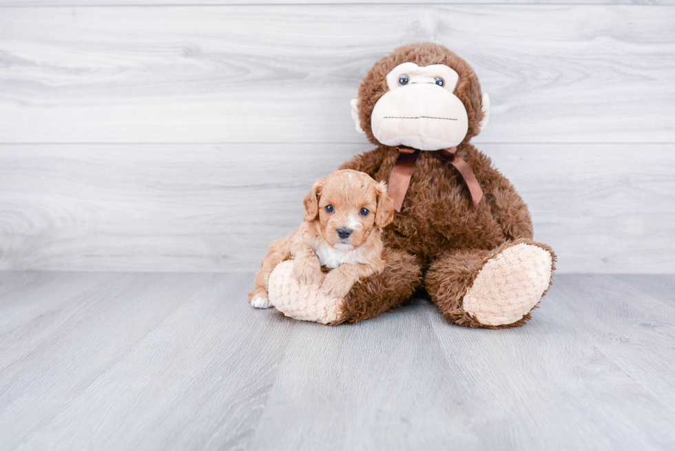 Cavapoo Puppy for Adoption