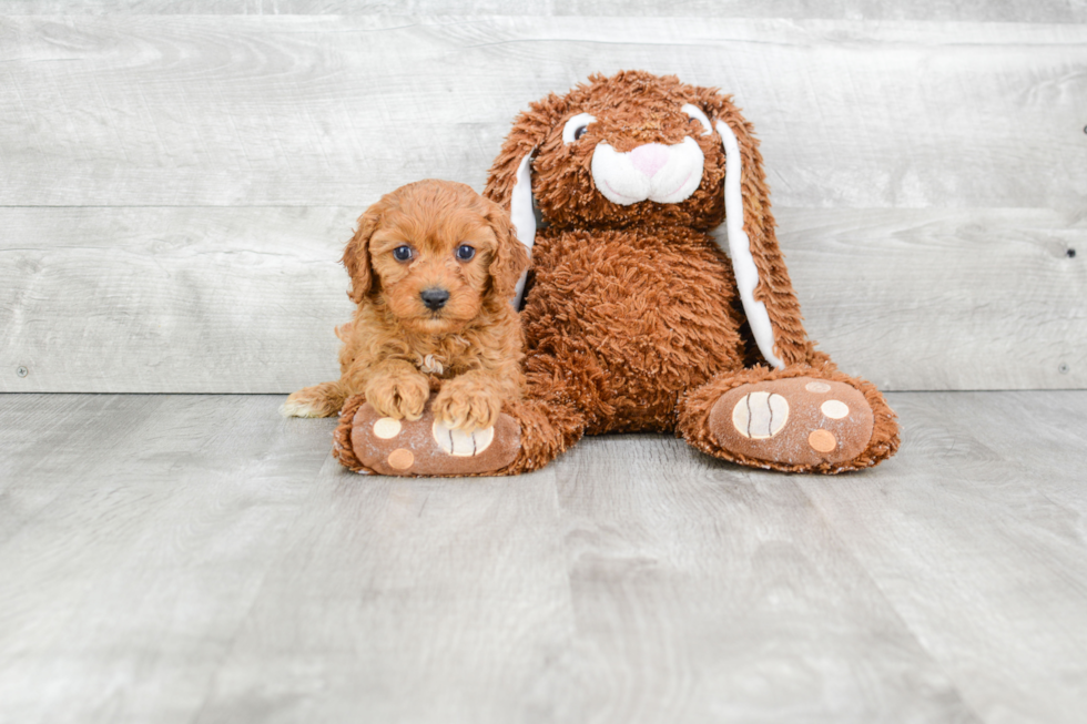 Funny Cavapoo Poodle Mix Pup