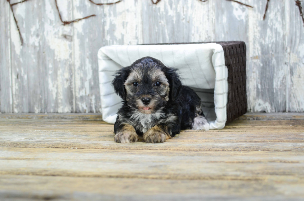 Morkie Pup Being Cute