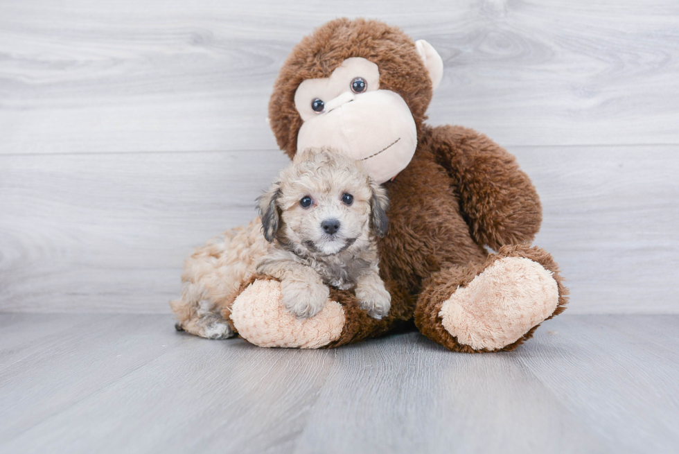 Playful Maltepoo Poodle Mix Puppy