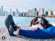 Smart Bernadoodle Poodle Mix Pup