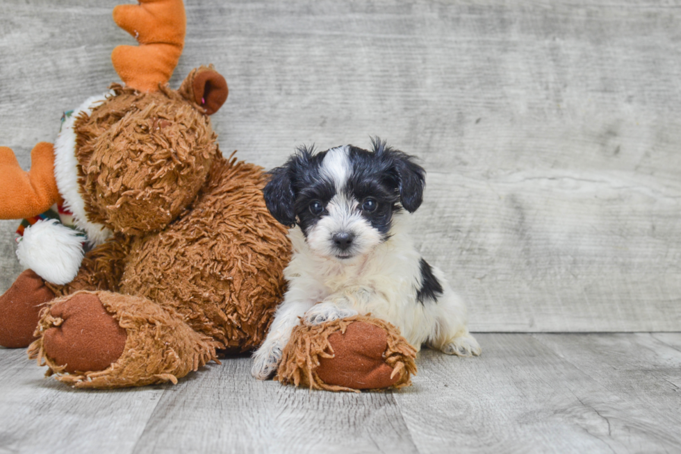 Morkie Puppy for Adoption