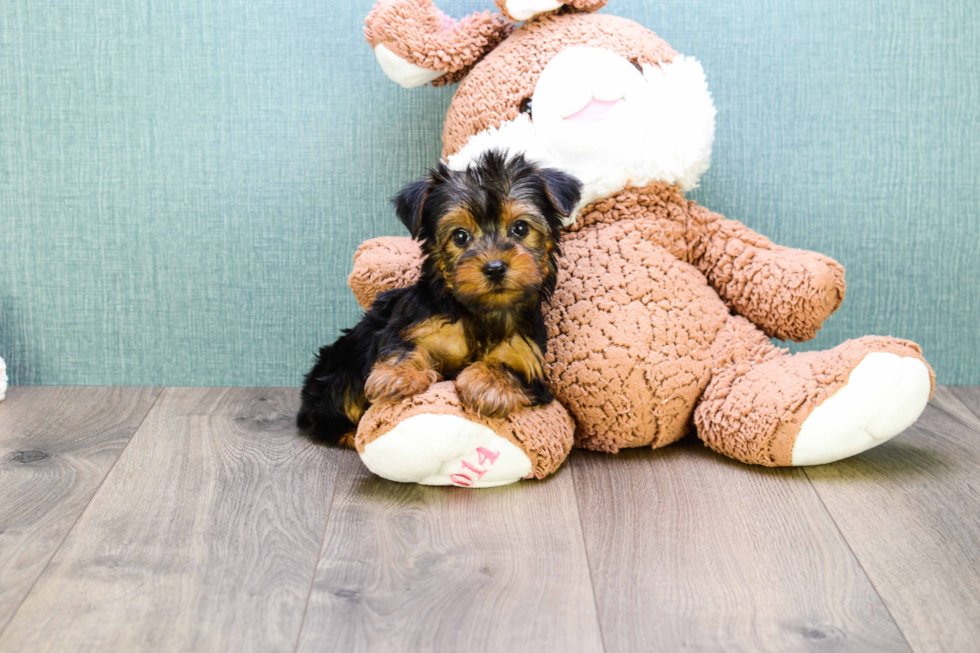 Meet Teacup-Zoro - our Yorkshire Terrier Puppy Photo 