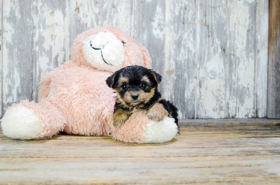 Yorkie Poo Pup Being Cute