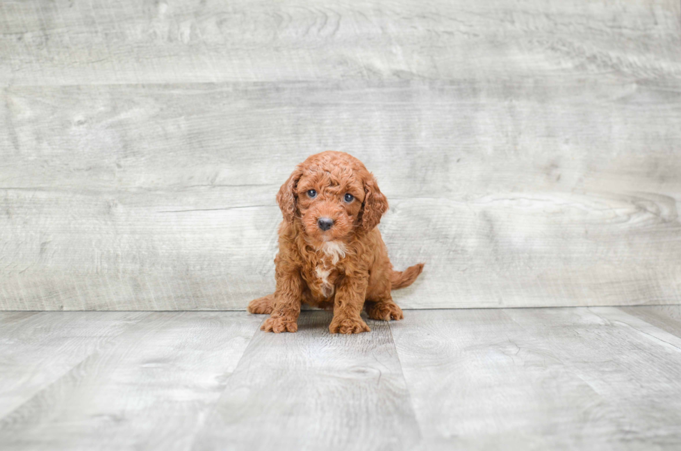 Mini Goldendoodle Puppy for Adoption