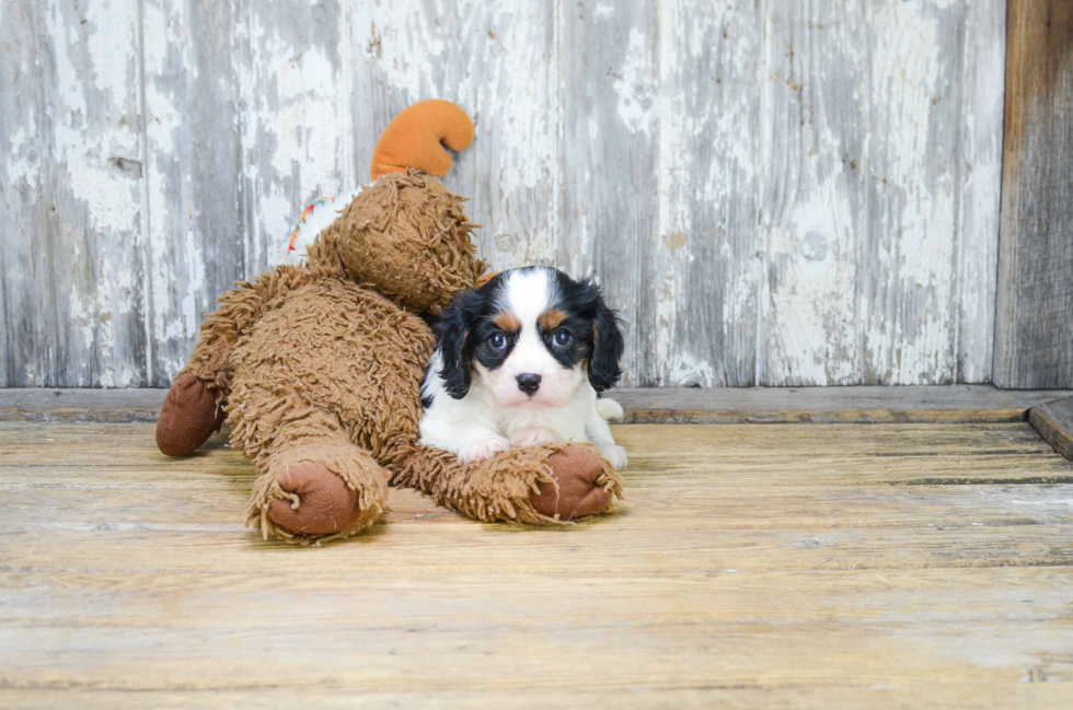 Cavalier King Charles Spaniel Pup Being Cute