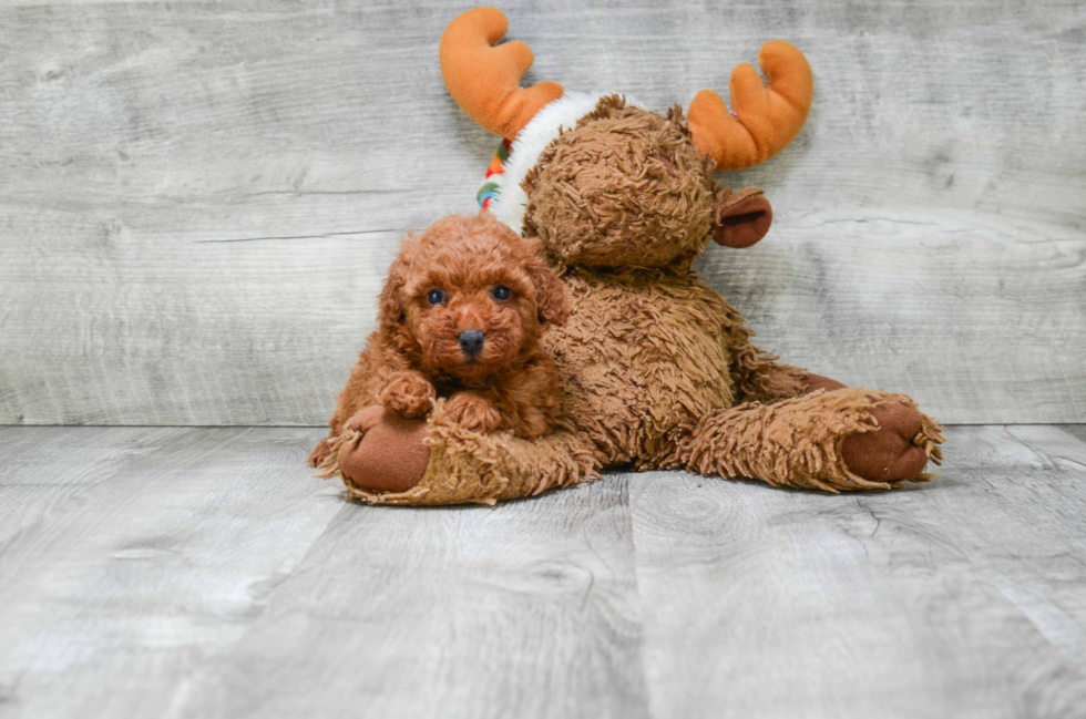 Little Poodle Purebred Pup