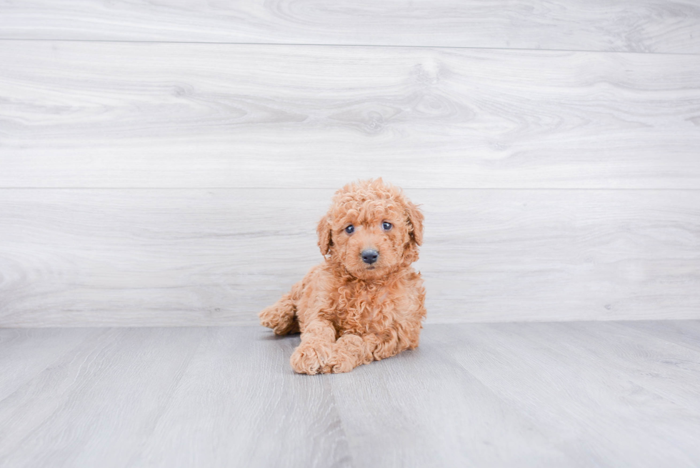 Petite Mini Goldendoodle Poodle Mix Pup