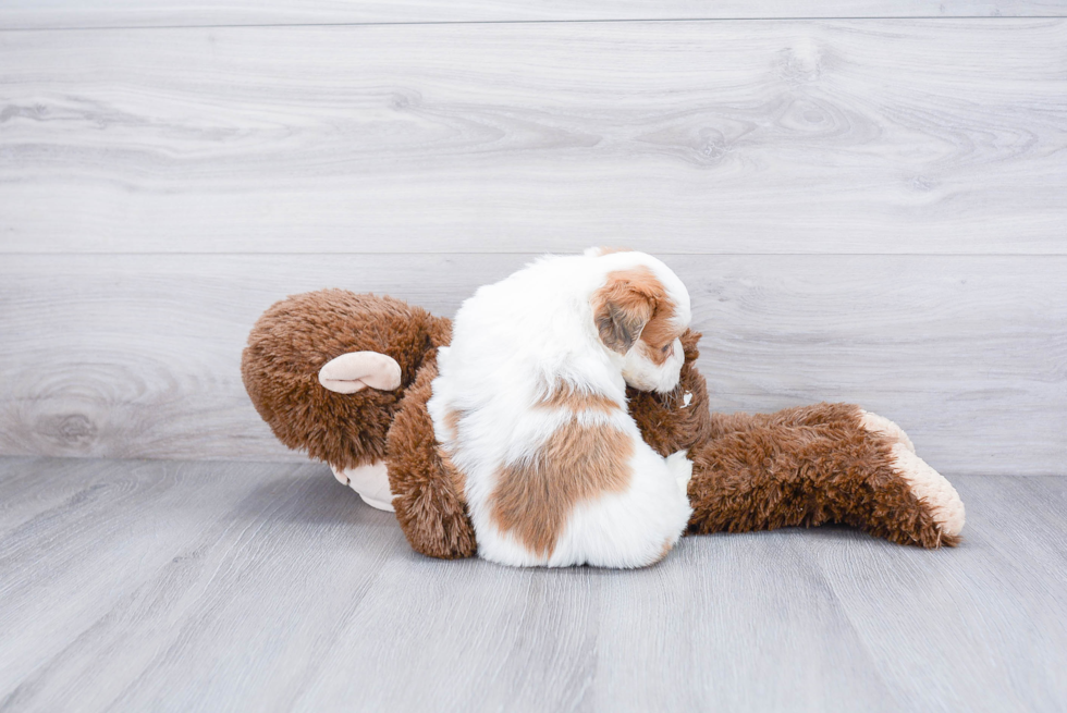 Teddy Bear Puppy for Adoption