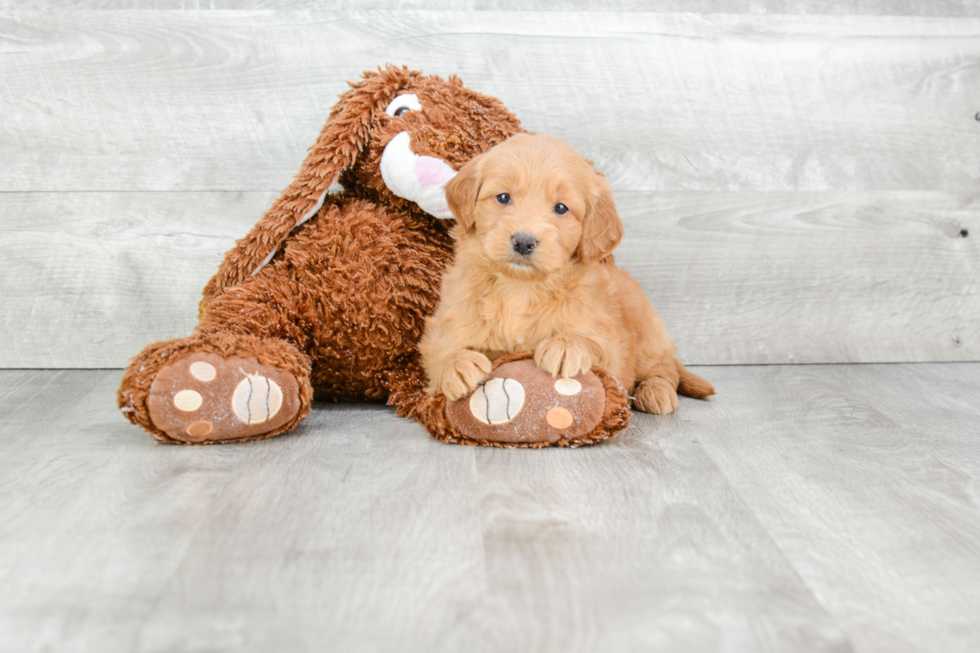 Mini Goldendoodle Puppy for Adoption