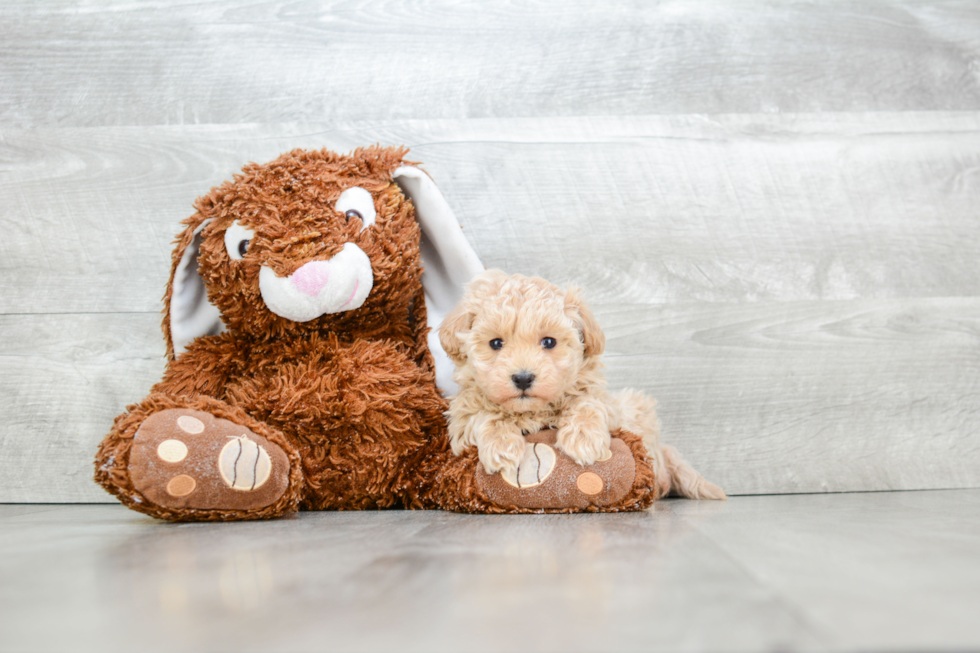 Energetic Maltepoo Poodle Mix Puppy