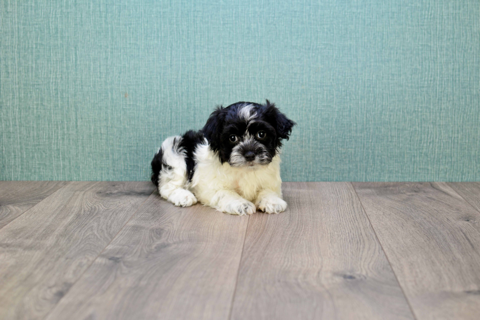 Havanese Pup Being Cute