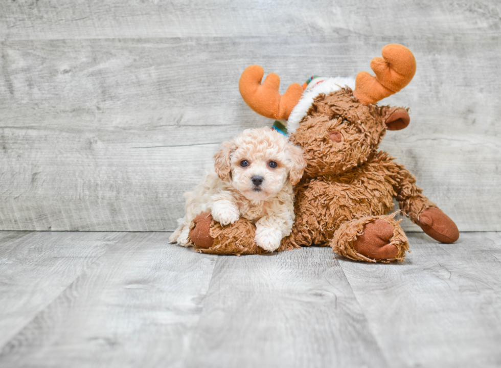 Hypoallergenic Maltese Poodle Poodle Mix Puppy