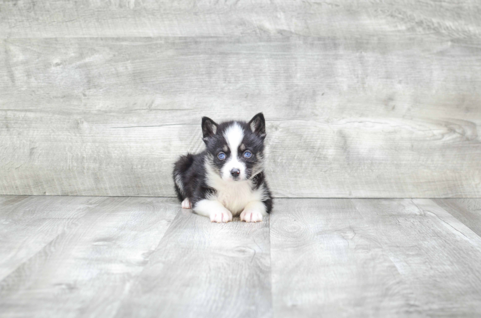 Happy Pomsky Baby