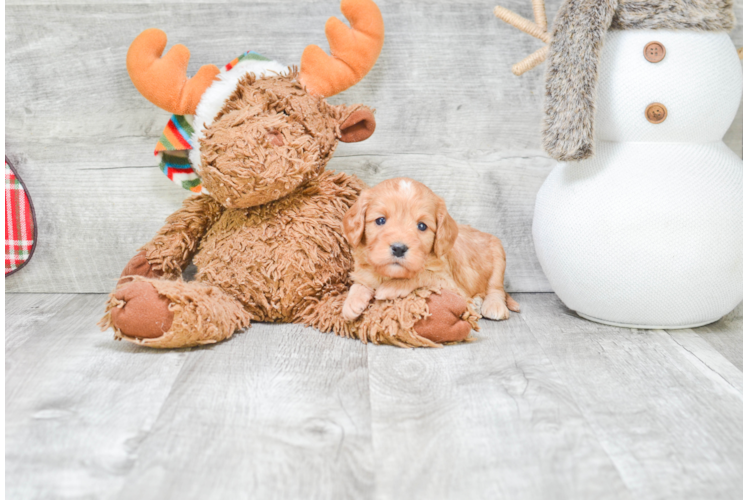 Fluffy Cavapoo Poodle Mix Pup