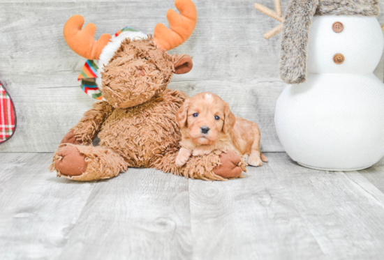 Fluffy Cavapoo Poodle Mix Pup