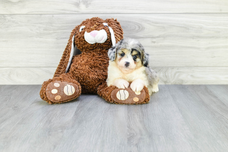 Hypoallergenic Aussiepoo Poodle Mix Puppy