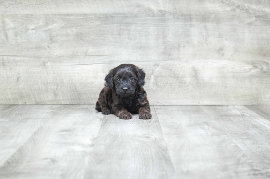 Little Yorkie Doodle Poodle Mix Puppy