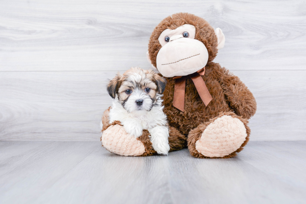 Hypoallergenic Shit Designer Puppy