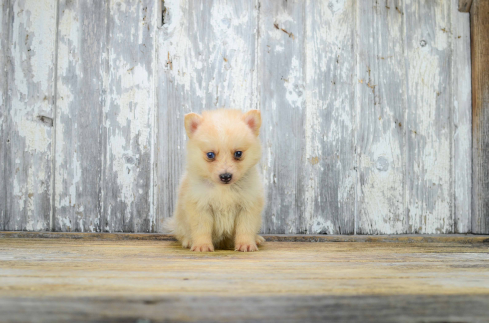 Pomsky Pup Being Cute