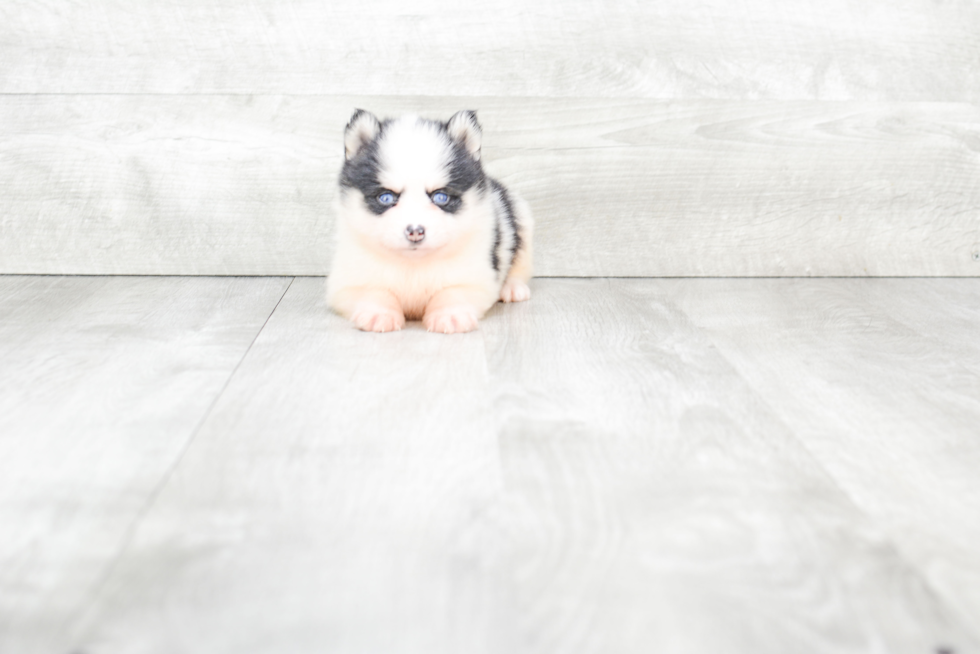 Pomsky Pup Being Cute