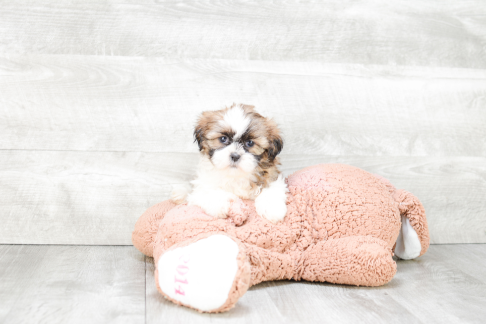 Teddy Bear Pup Being Cute